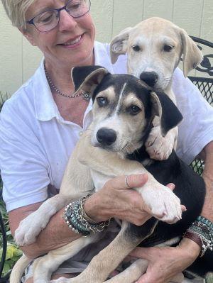 Enlarge Eddie, a Adopted mixed breed in Mount Laurel, NJ image 2/3