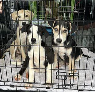 Enlarge Eddie, a Adopted mixed breed in Mount Laurel, NJ image 3/3