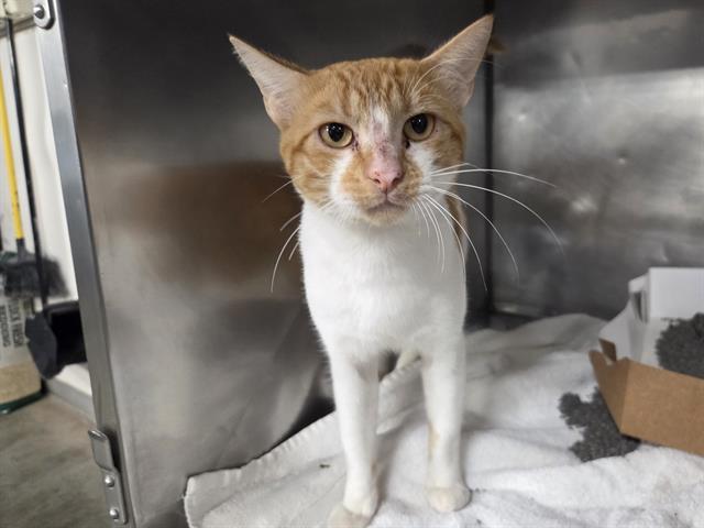 OLIVER, Adoptable, Young Male Domestic Short Hair.