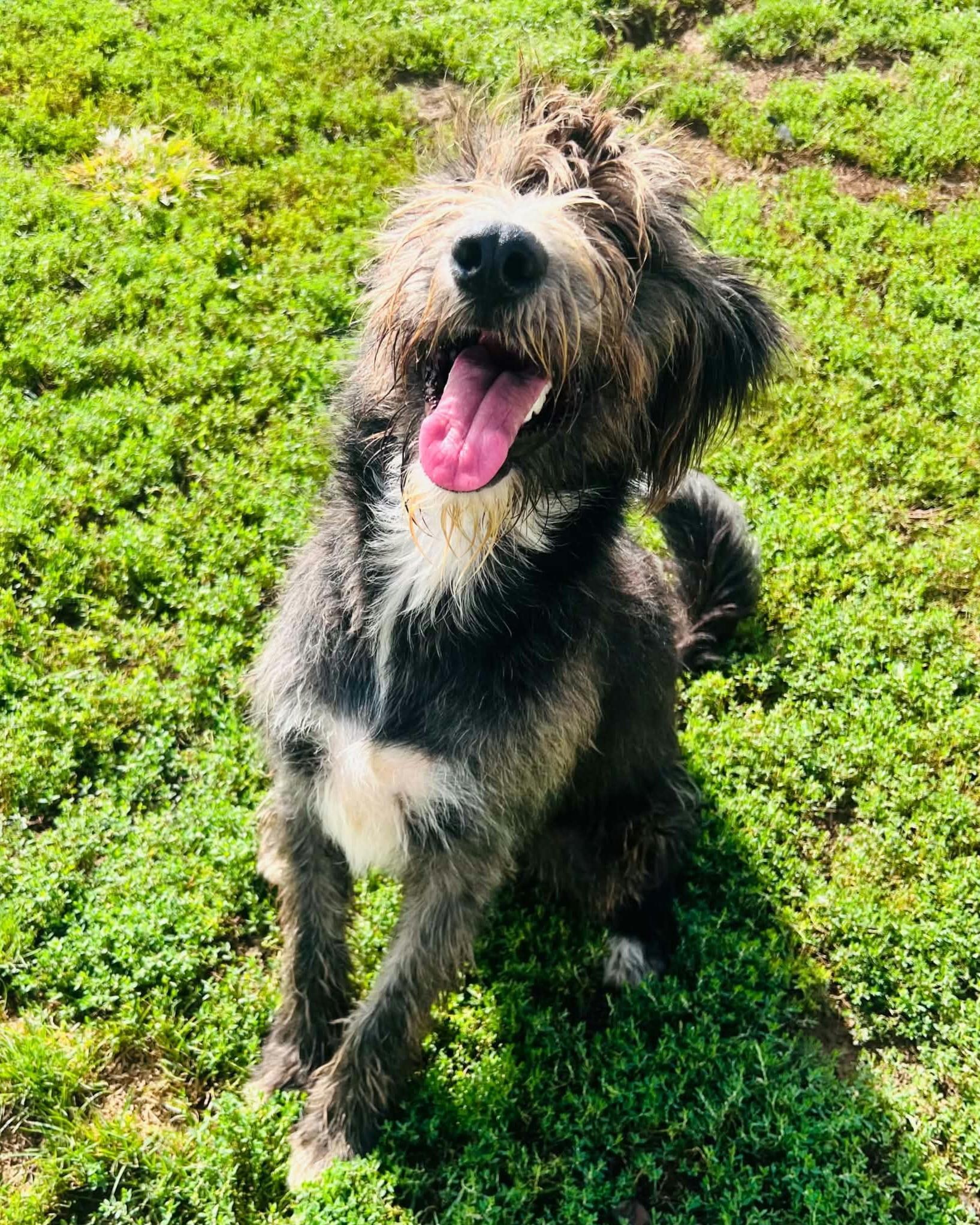 Enlarge Bo, a Adoptable Aussiedoodle in Clarksburg, MD image 5/5