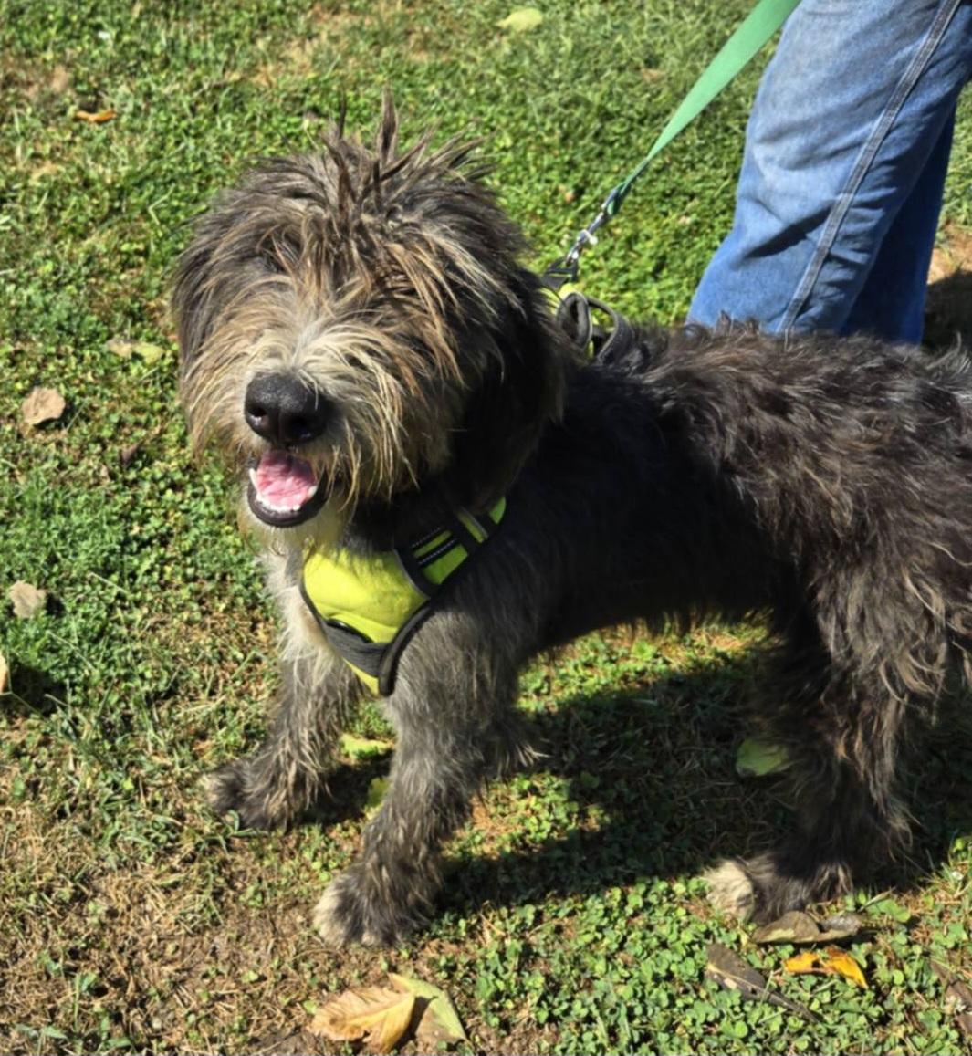 Enlarge Bo, a Adoptable Aussiedoodle in Clarksburg, MD image 3/5