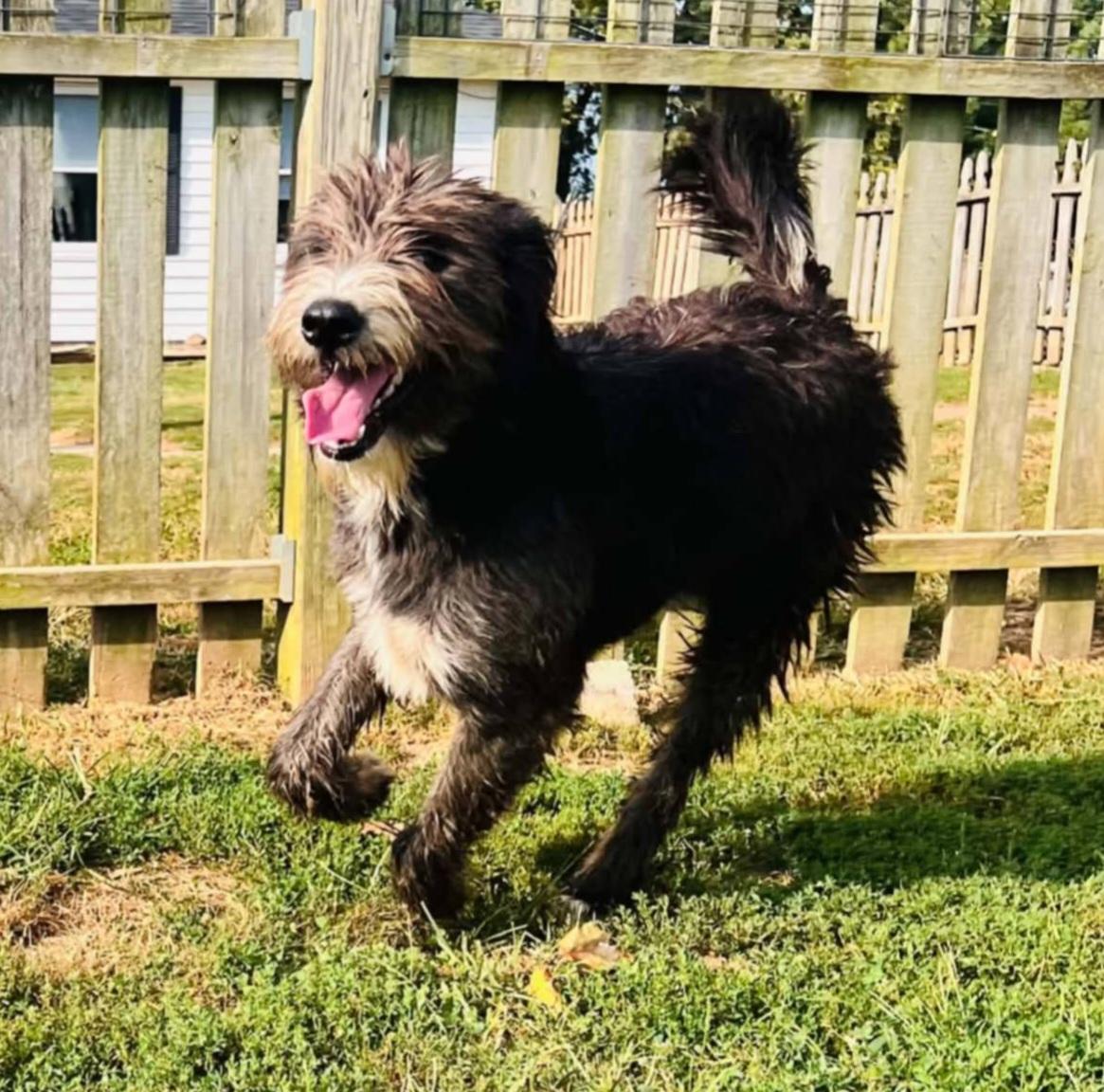 Bo, Adoptable, Young Male Aussiedoodle.