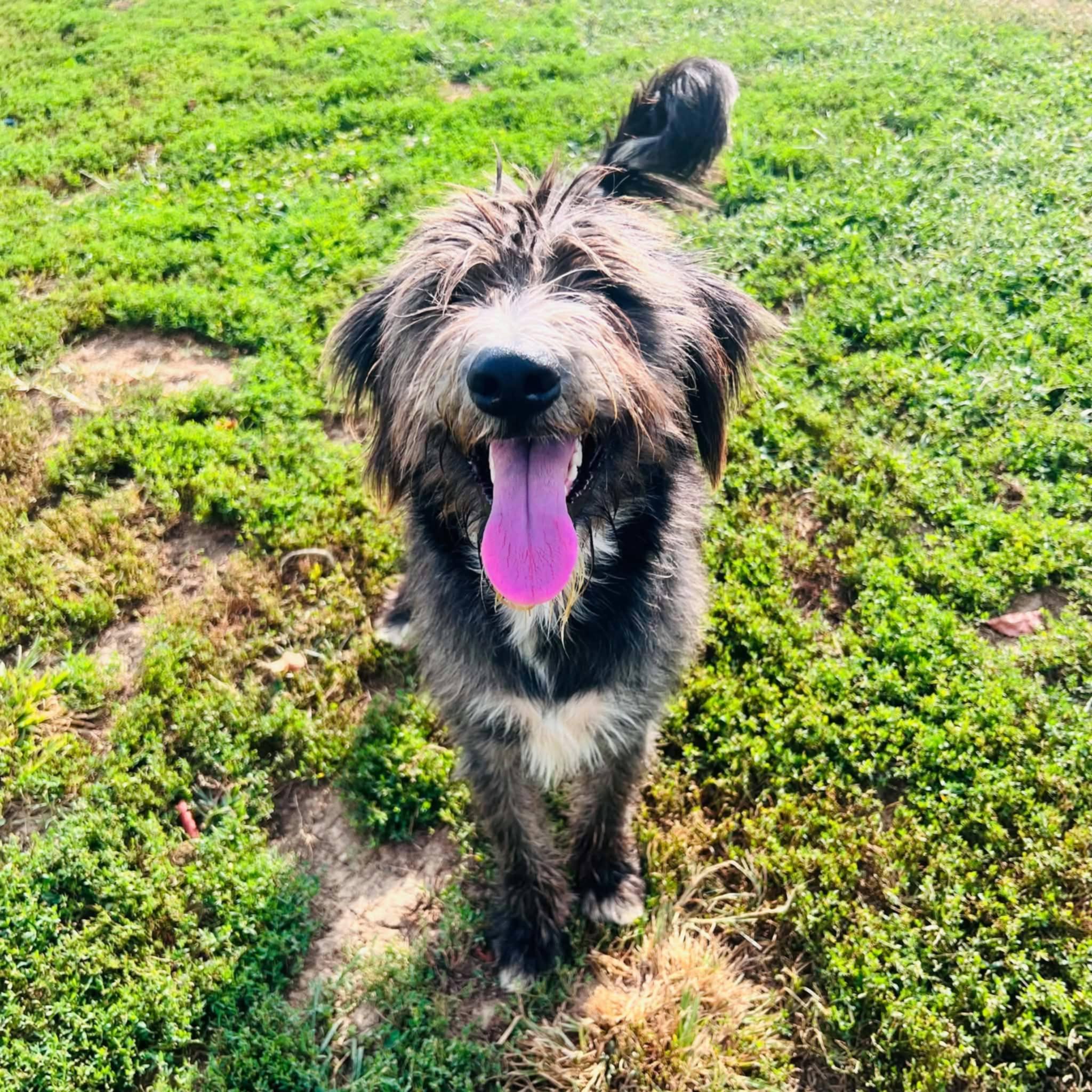 Enlarge Bo, a Adoptable Aussiedoodle in Clarksburg, MD image 4/5