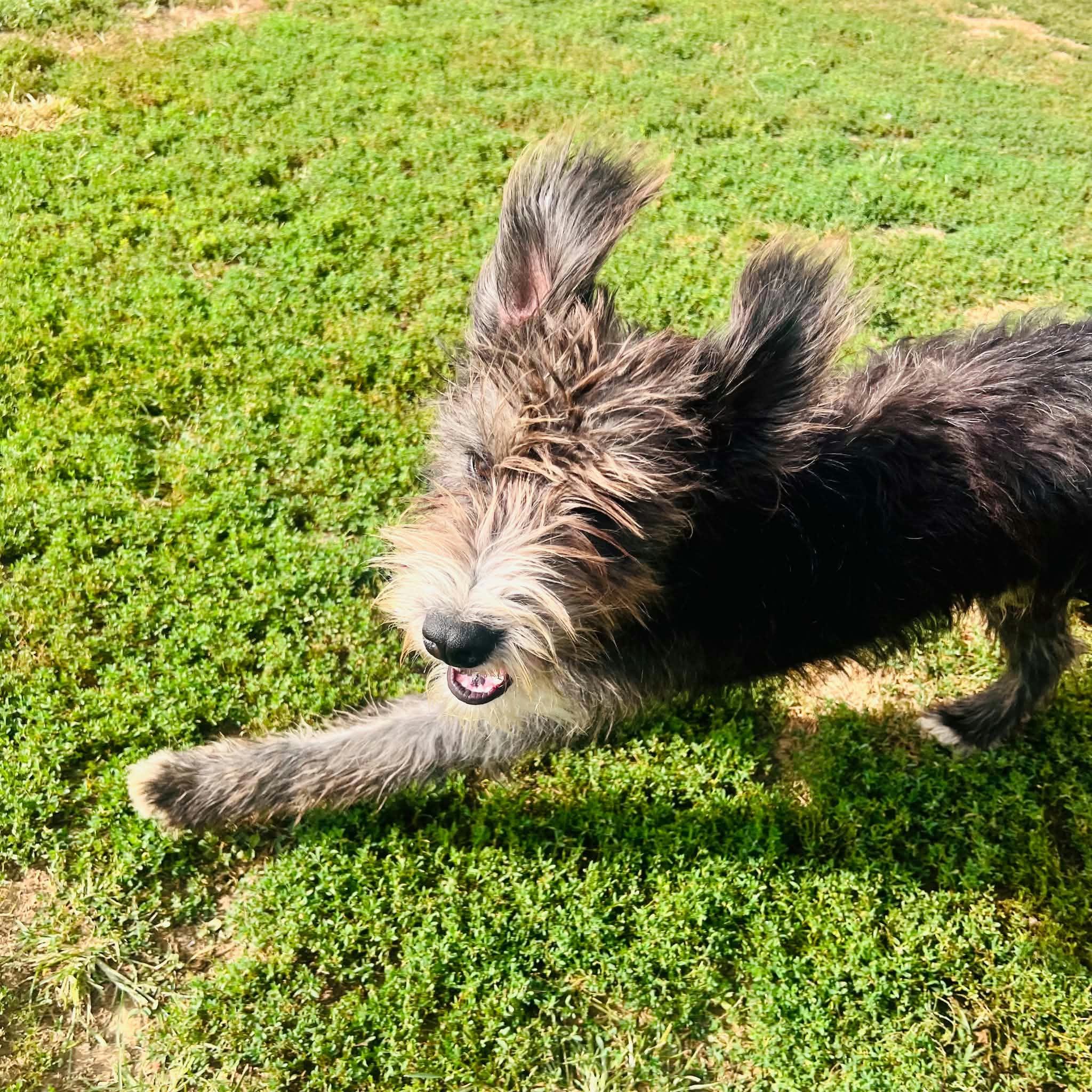 Enlarge Bo, a Adoptable Aussiedoodle in Clarksburg, MD image 2/5