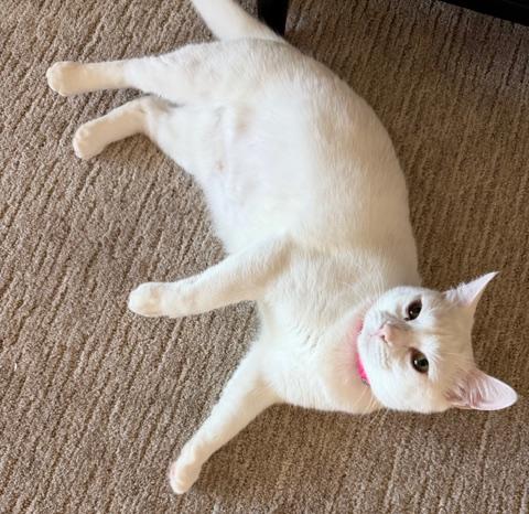 Enlarge Duchess, a ADOPTABLE mixed breed in Hermosa Beach, CA image 4/4