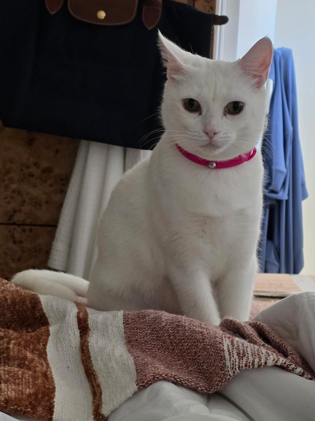 Enlarge Duchess, a ADOPTABLE mixed breed in Hermosa Beach, CA image 2/4