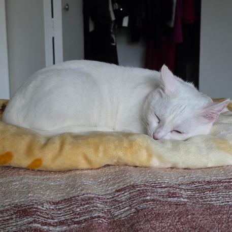 Enlarge Duchess, a ADOPTABLE mixed breed in Hermosa Beach, CA image 3/4