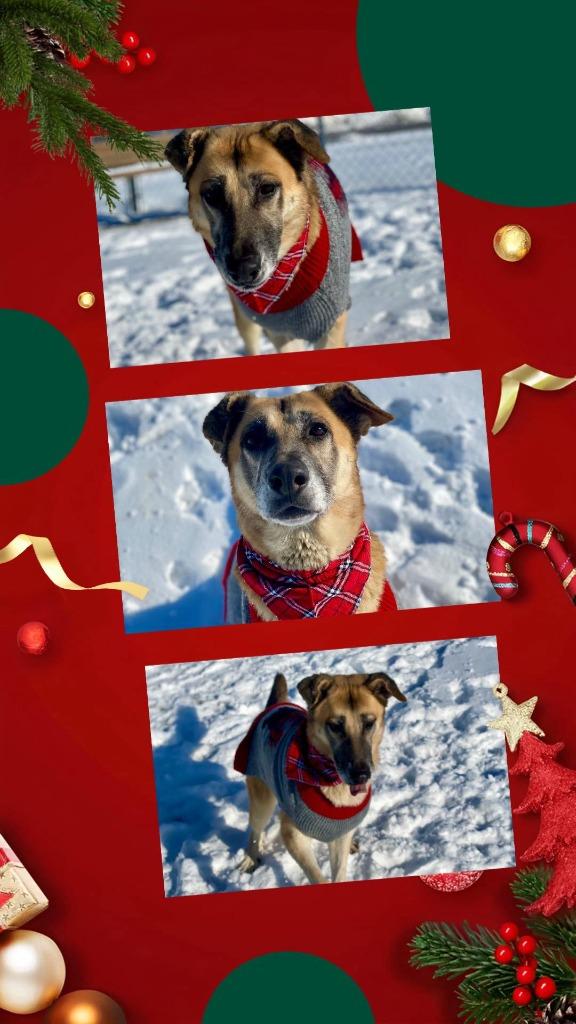 Enlarge Bentley, a Adoptable German Shepherd Dog in Rensselaer, IN image 1/1