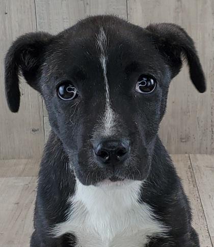 Kisses, Adoptable, Adult Female Terrier & Mixed Breed.