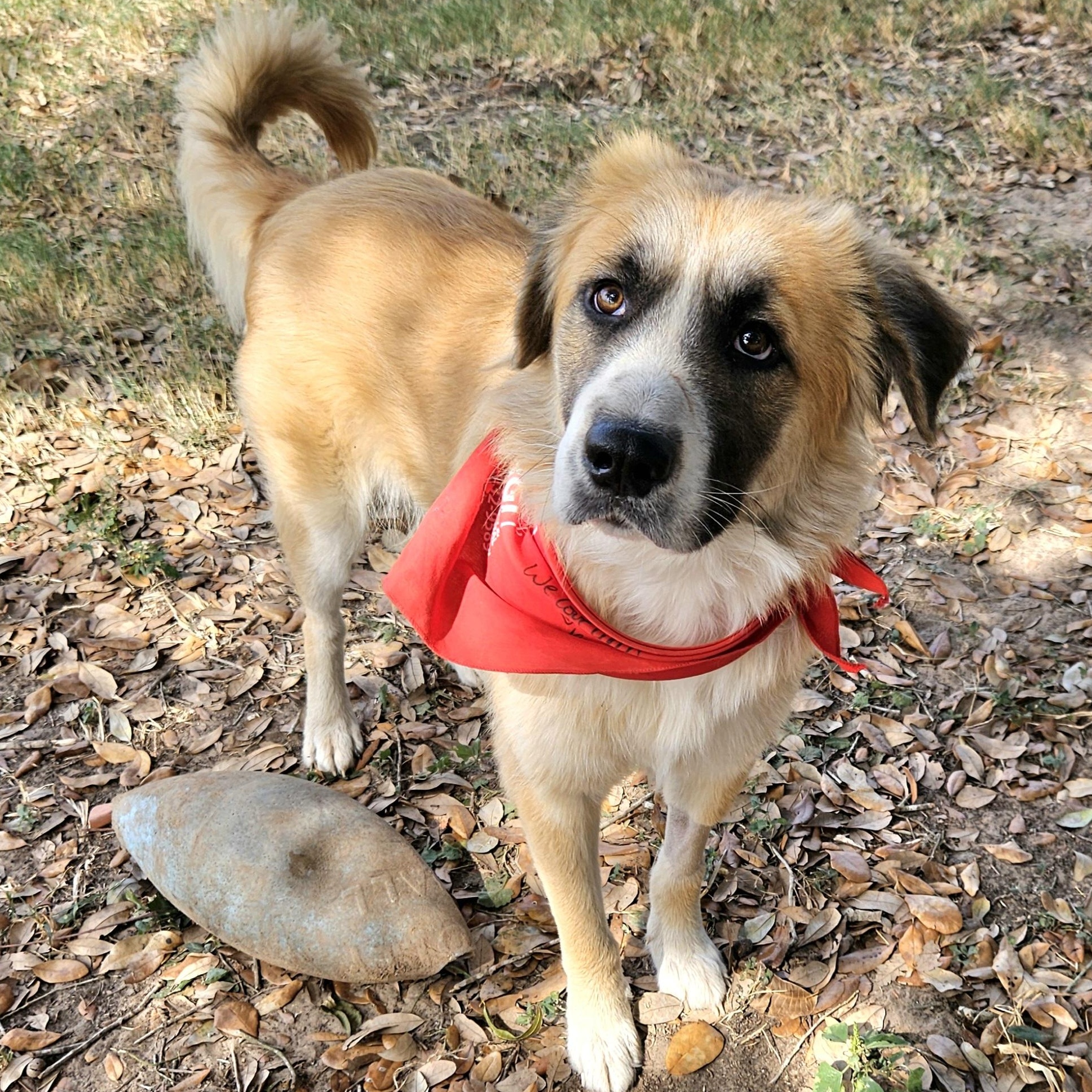 Buddy Wants To Be Your Buddy