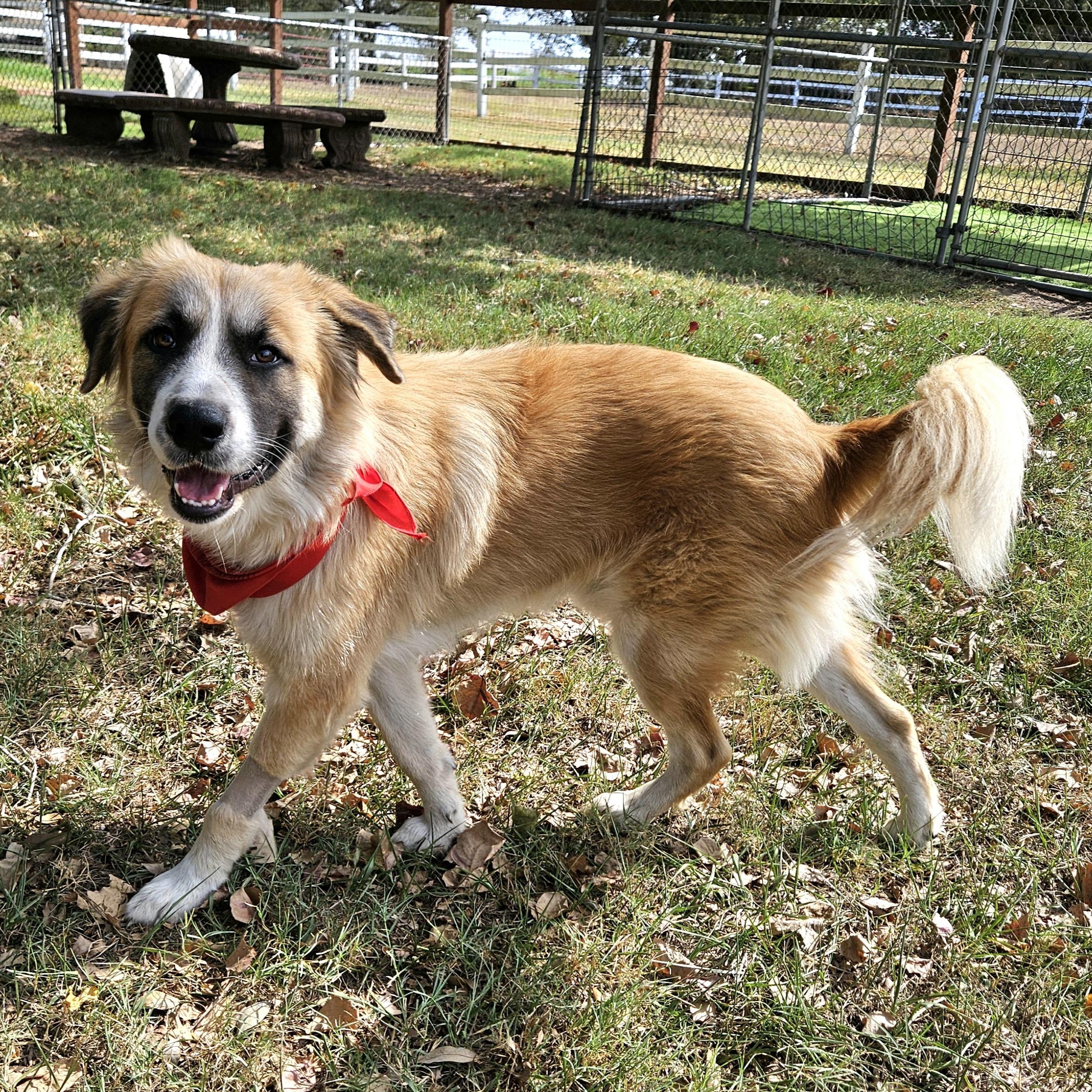 Buddy Wants To Be Your Buddy