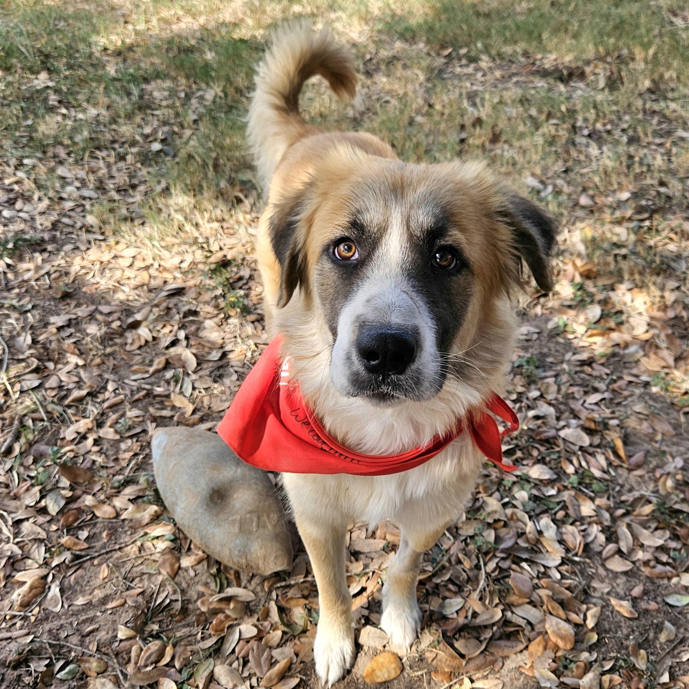 Buddy Wants To Be Your Buddy