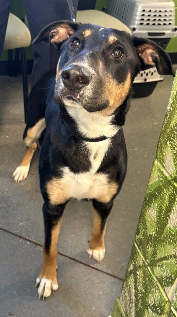 Pen 160c Mary, Adoptable, Young Female Labrador Retriever.