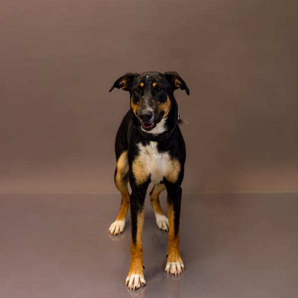 Enlarge Pen 160c Mary, a Adoptable mixed breed in Lawrenceville, GA image 2/2