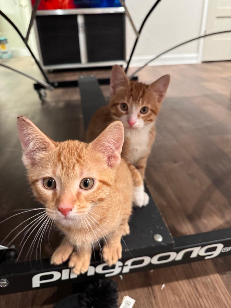 Enlarge Turbo, an adopted Domestic Short Hair in Mokena, IL image 3/3