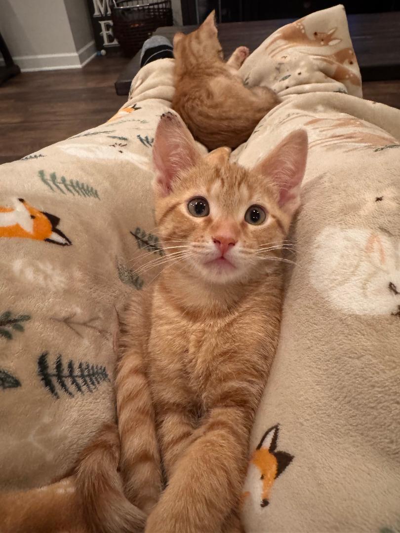 Enlarge Turbo, an adopted Domestic Short Hair in Mokena, IL image 2/3