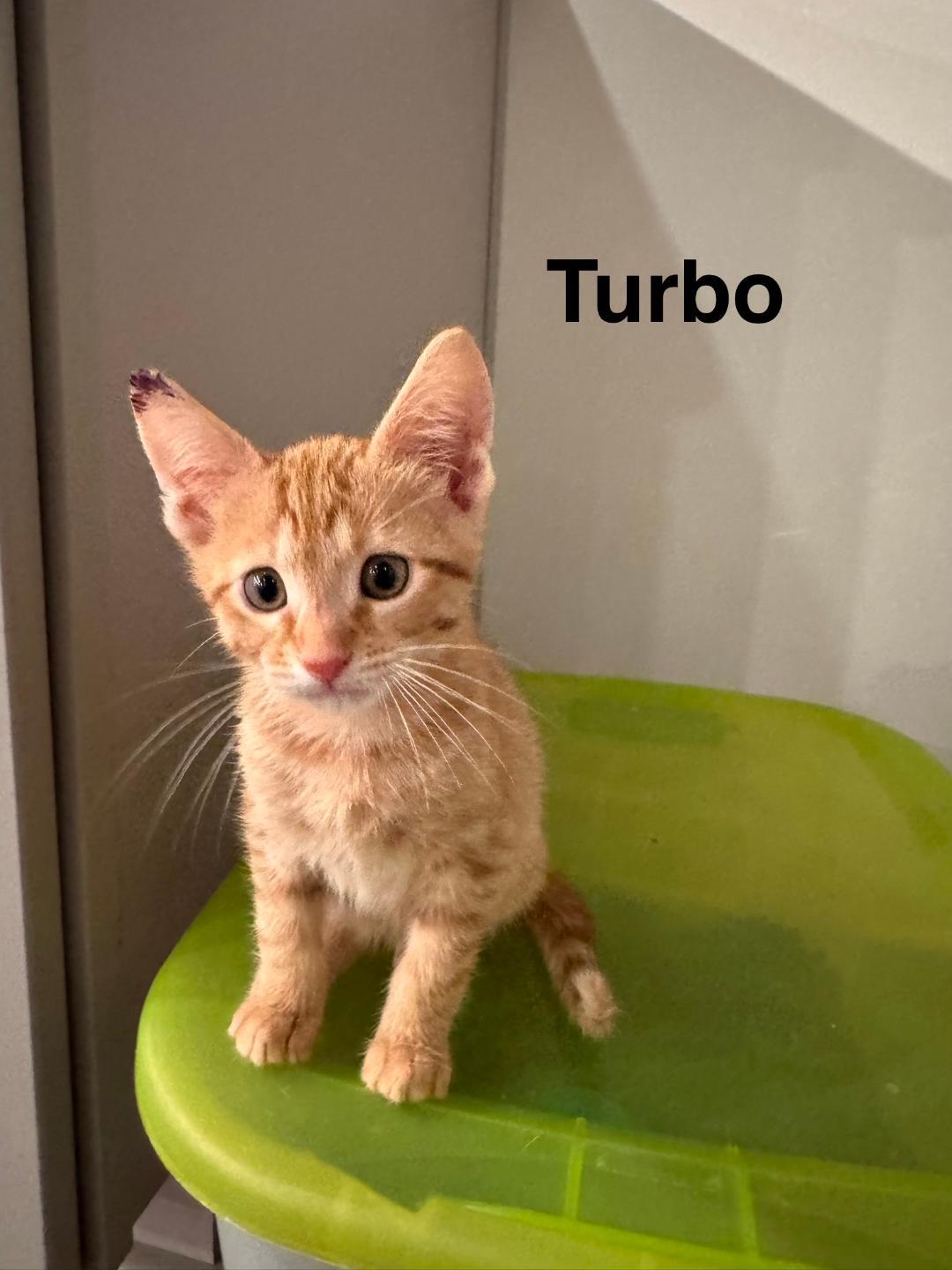 Turbo, adopted, Kitten Male Domestic Short Hair.