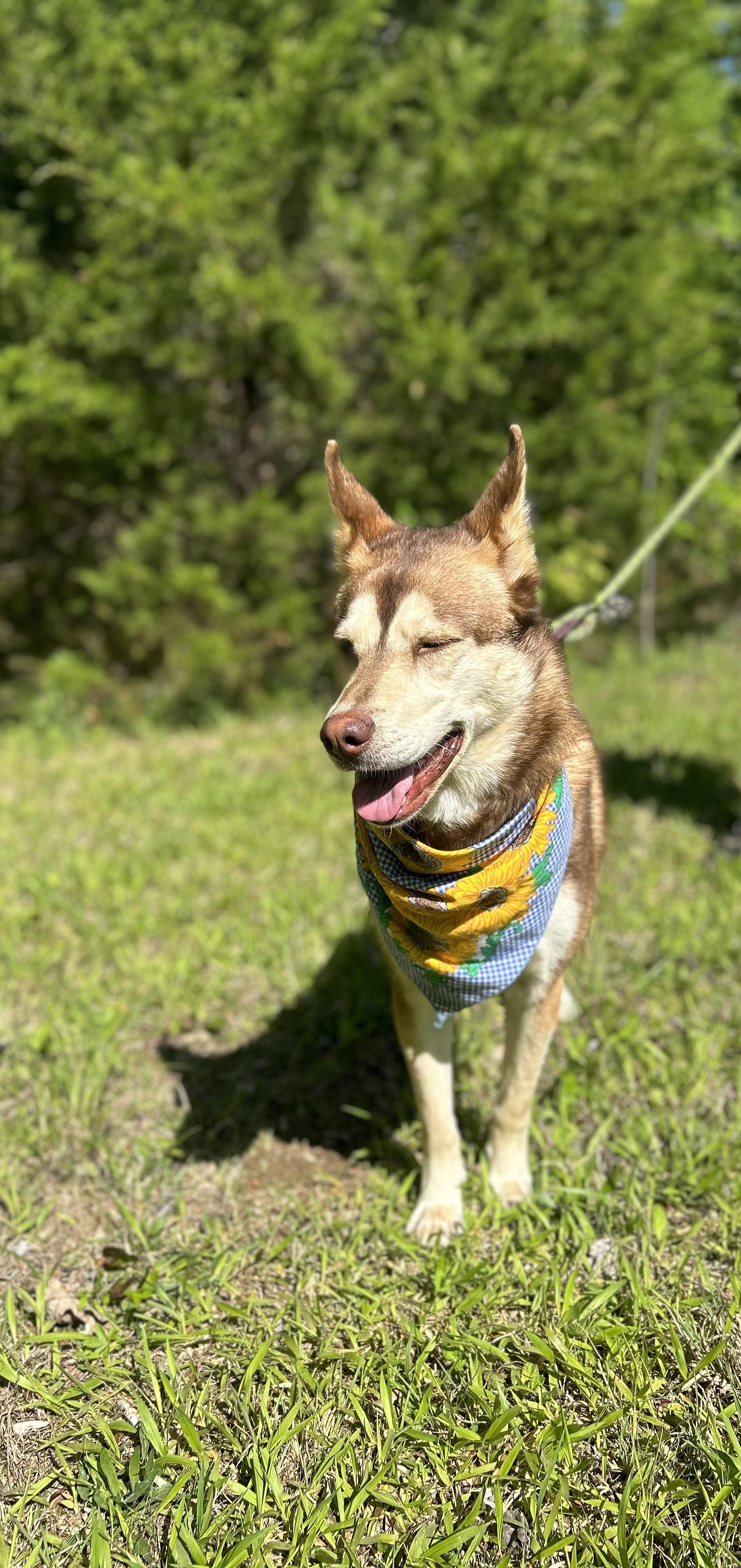 Enlarge Luna Aka Husky, an adopted Siberian Husky in Scottsville, KY image 2/5