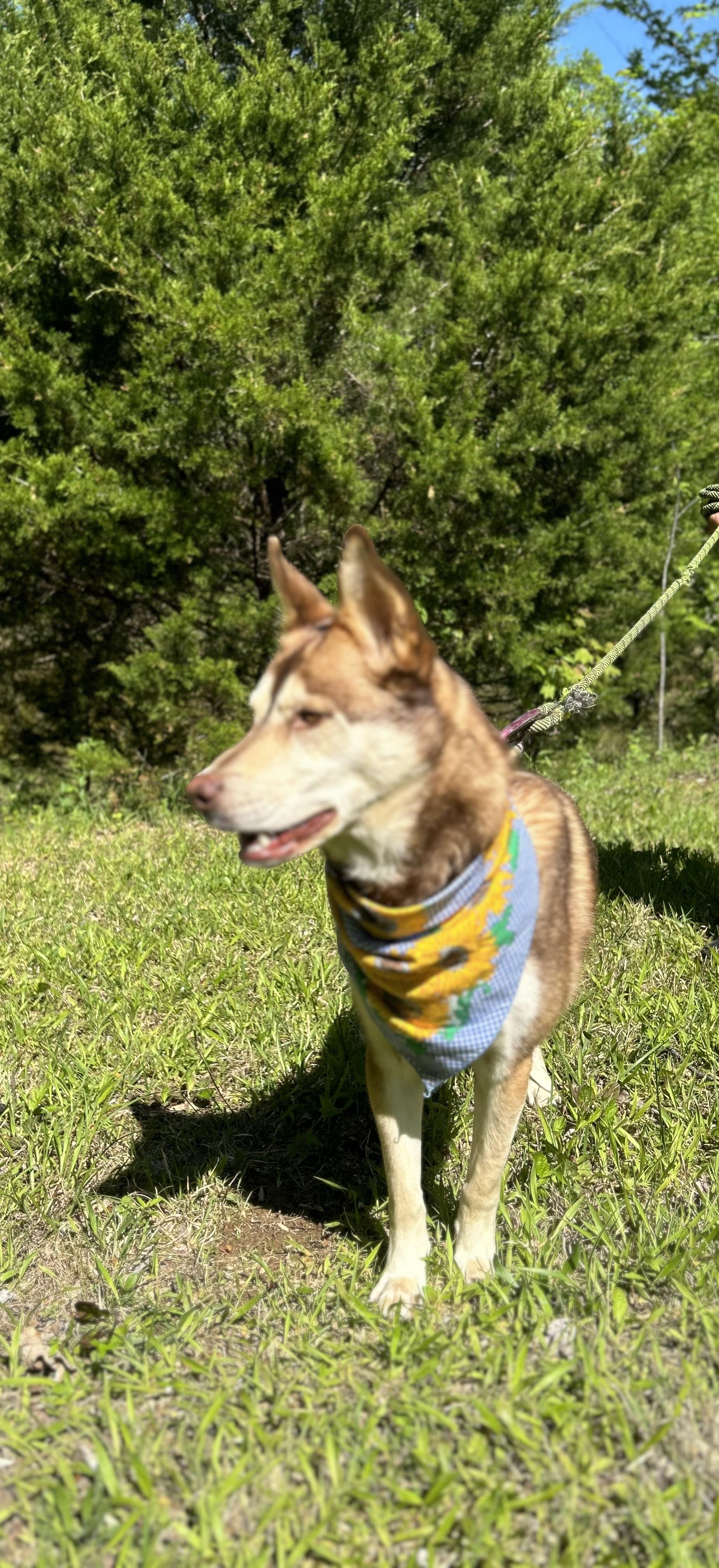 Enlarge Luna Aka Husky, an adopted Siberian Husky in Scottsville, KY image 5/5