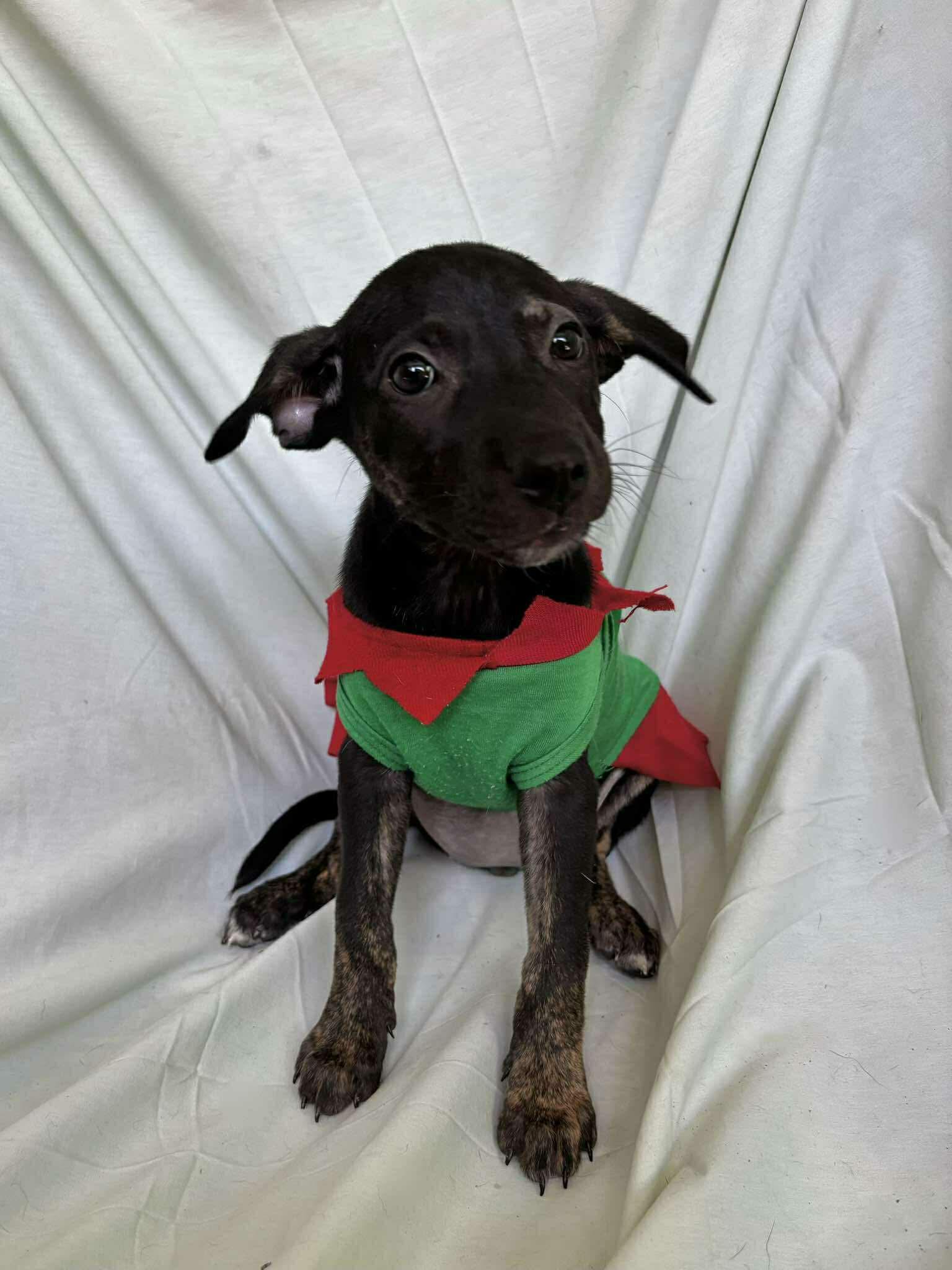 Enlarge Flora , a ADOPTABLE mixed breed in New York, NY image 2/5