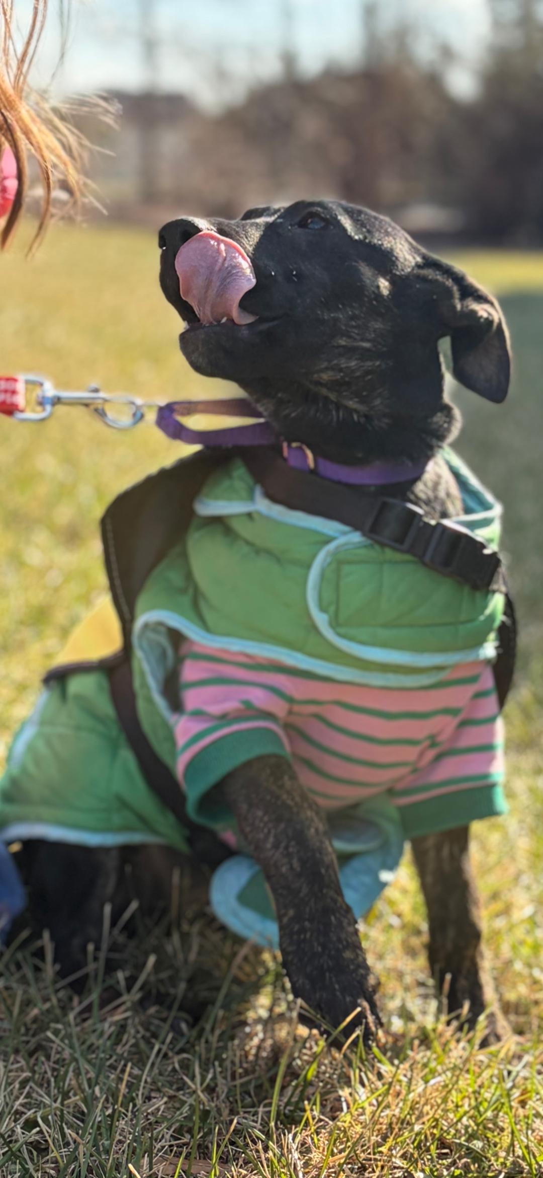 Flora , ADOPTABLE, Puppy Female Labrador Retriever.