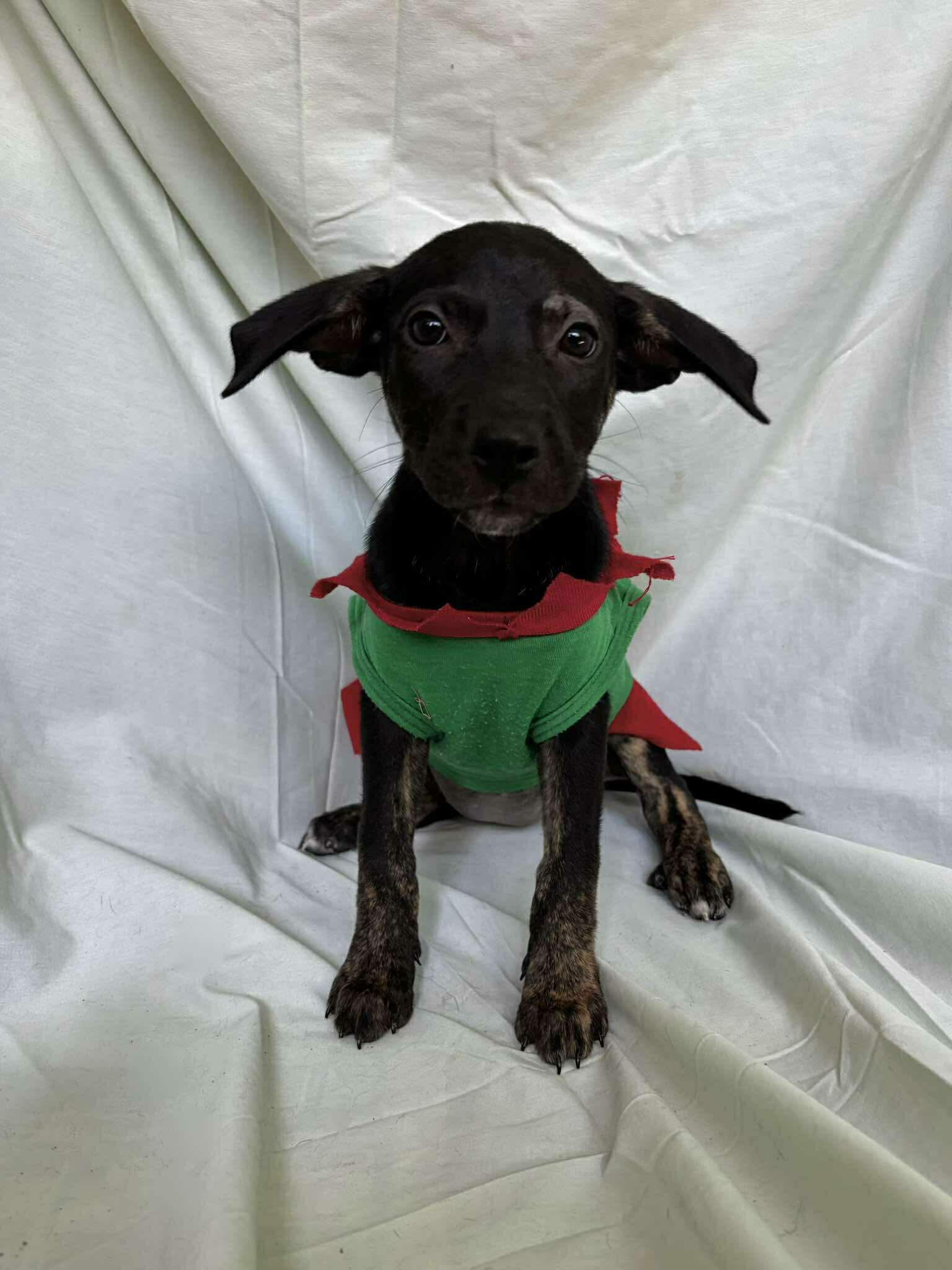 Enlarge Flora , a ADOPTABLE mixed breed in New York, NY image 3/5