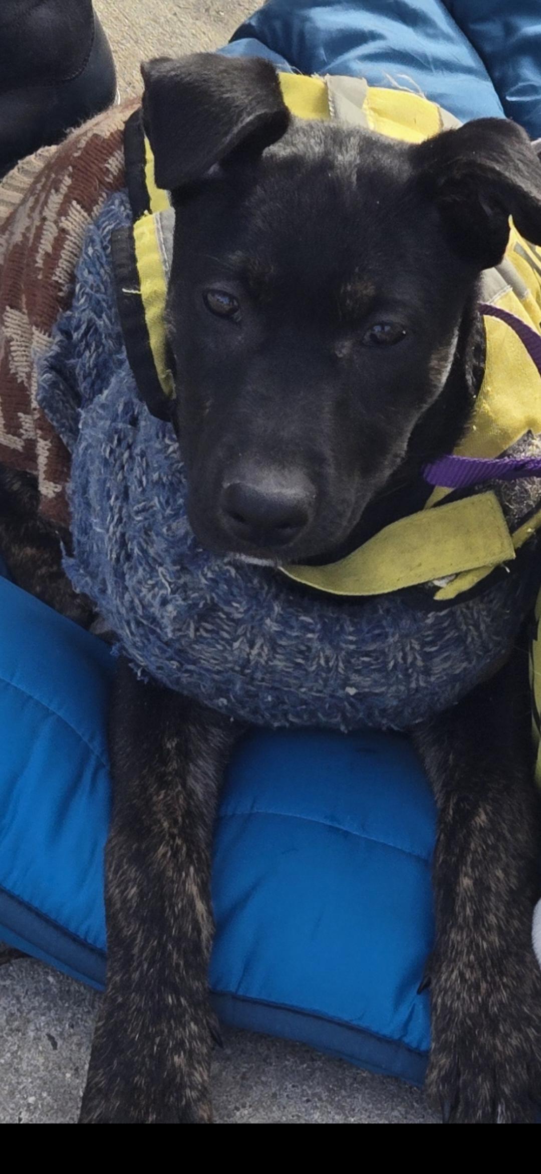 Enlarge Flora , a ADOPTABLE mixed breed in New York, NY image 1/5