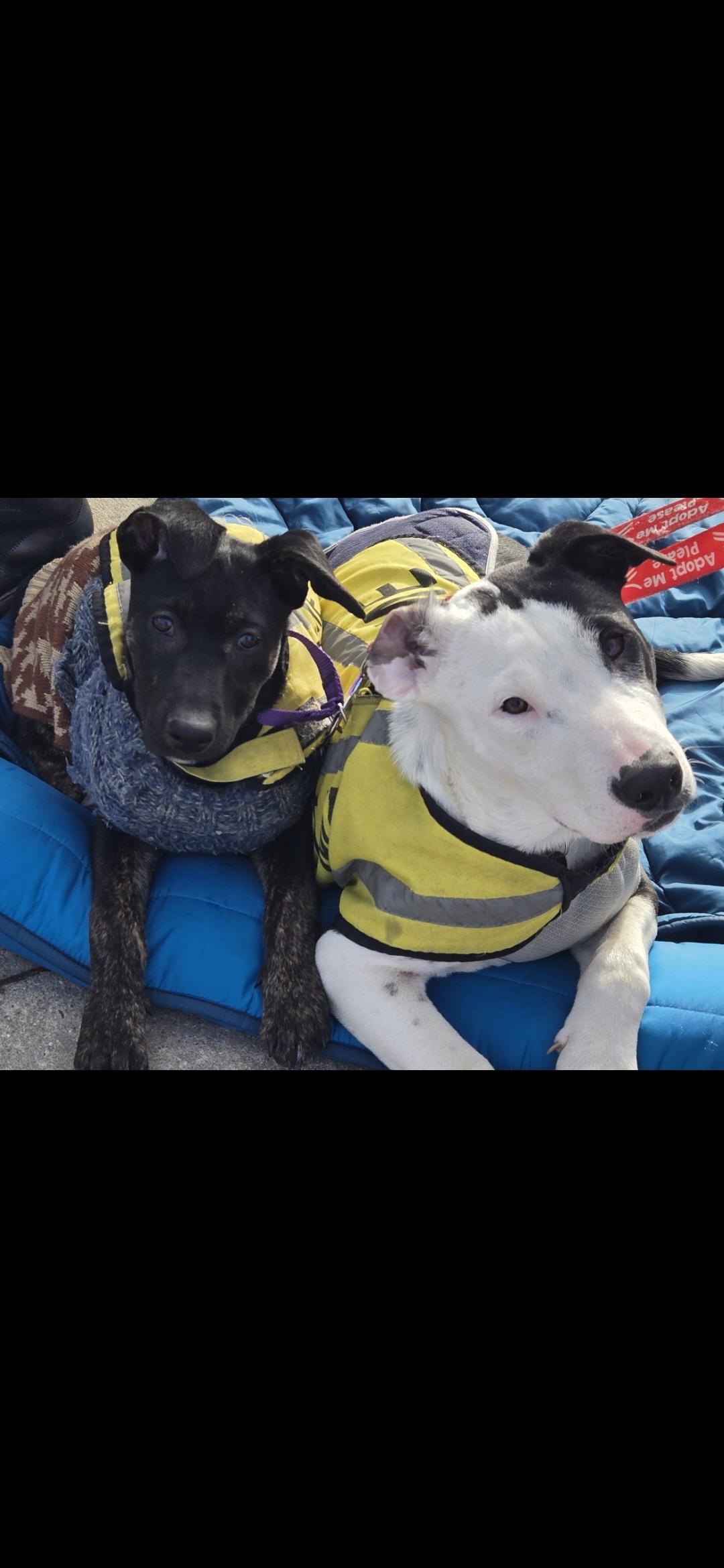 Enlarge Flora , a ADOPTABLE mixed breed in New York, NY image 5/5