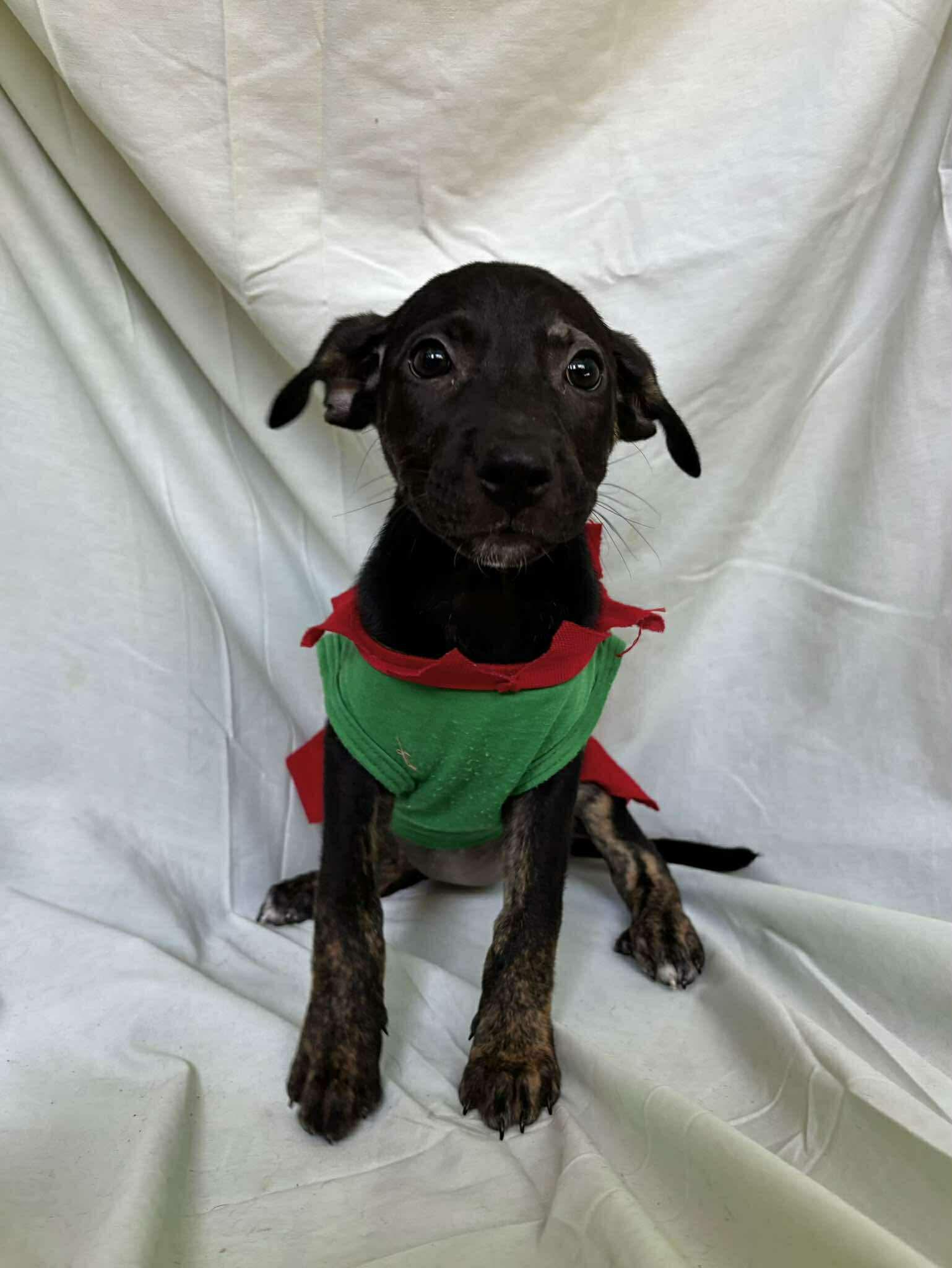 Enlarge Flora , a ADOPTABLE mixed breed in New York, NY image 4/5