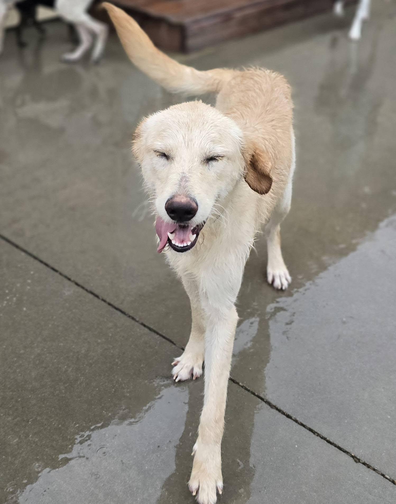 Enlarge Noah, a ADOPTABLE mixed breed in Terre Haute, IN image 2/4