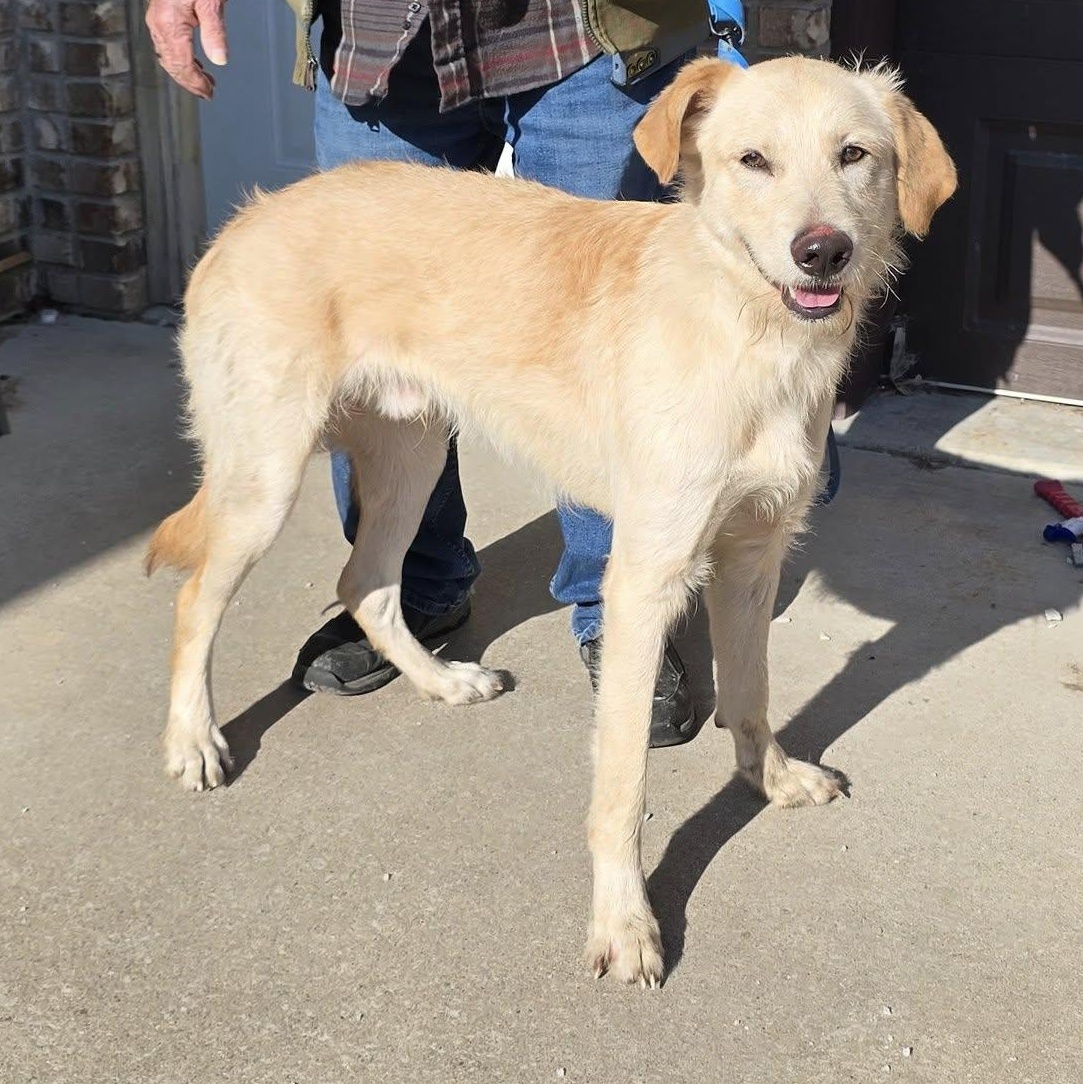 Noah, ADOPTABLE, Puppy Male Golden Retriever & Great Pyrenees.
