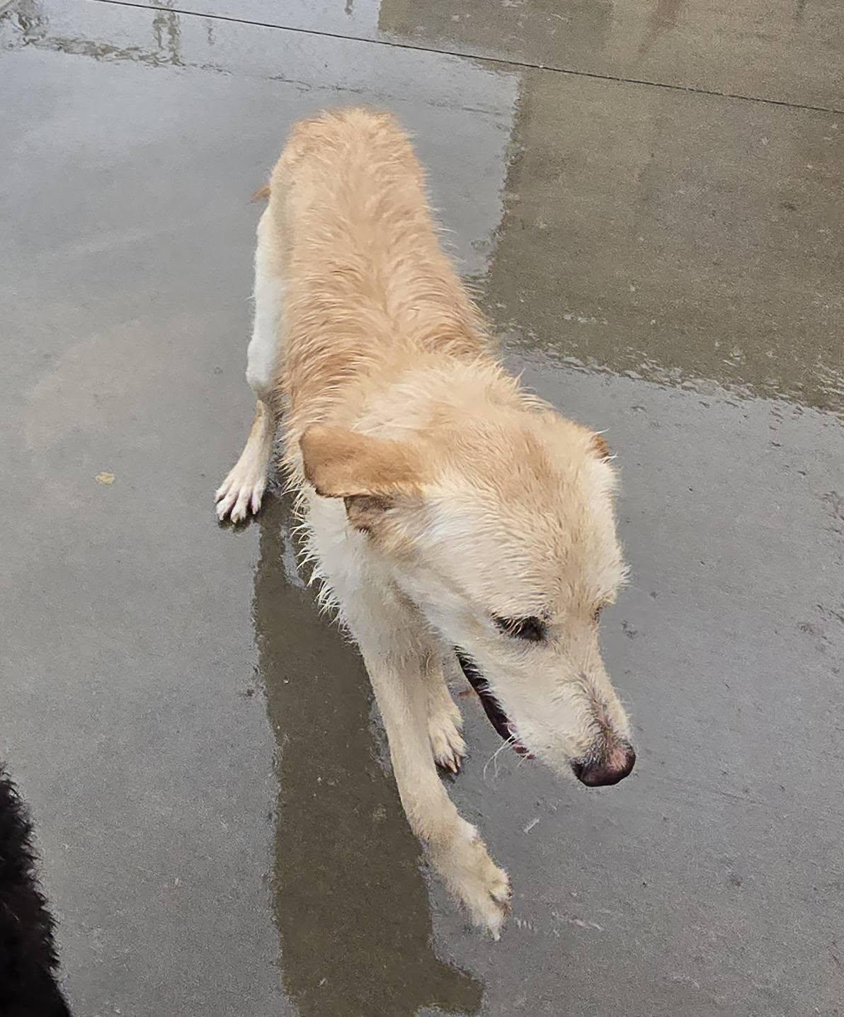 Enlarge Noah, a ADOPTABLE mixed breed in Terre Haute, IN image 3/4