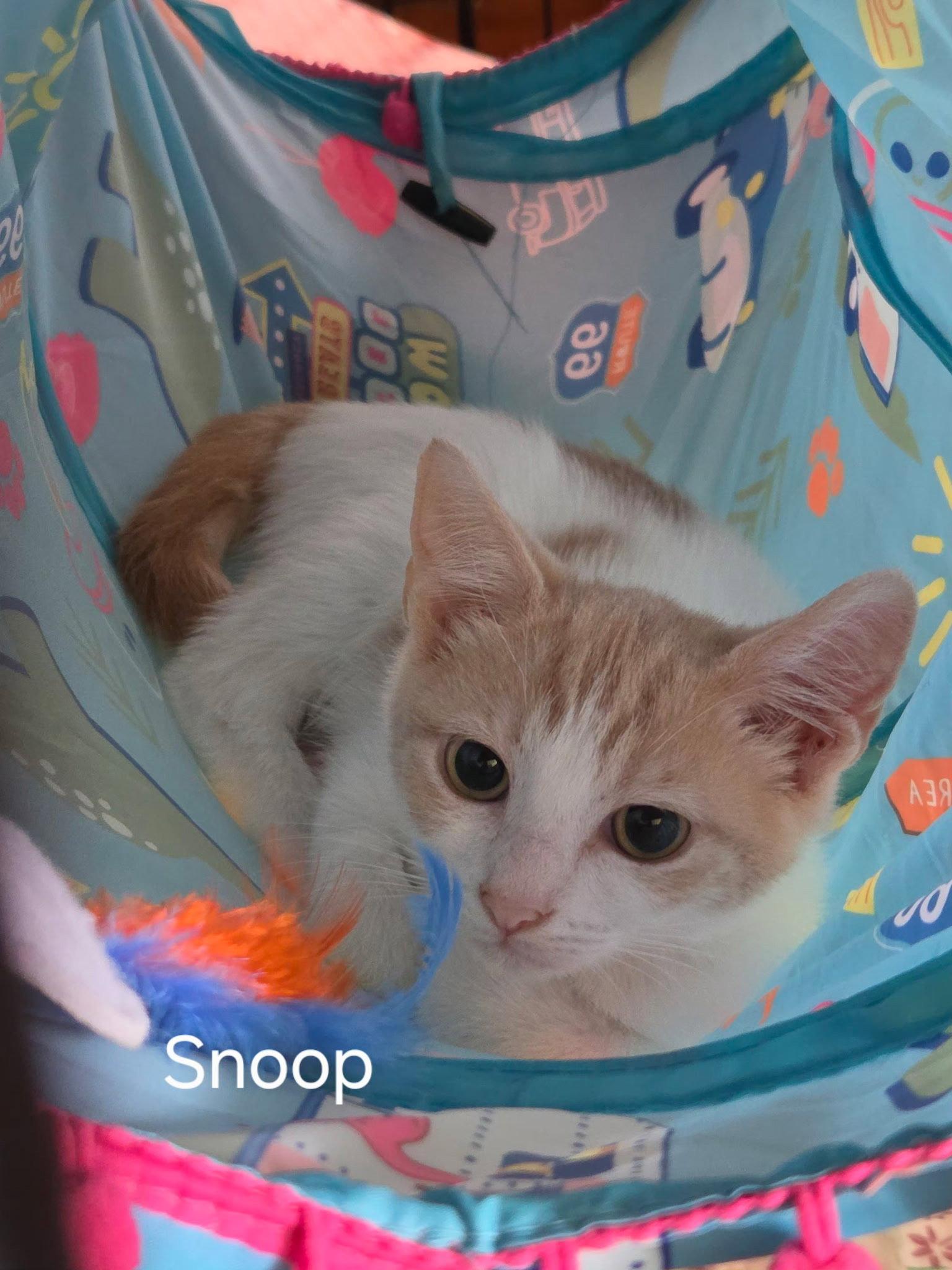 Enlarge Snoop, a Adoptable Domestic Short Hair in Oviedo, FL image 1/2