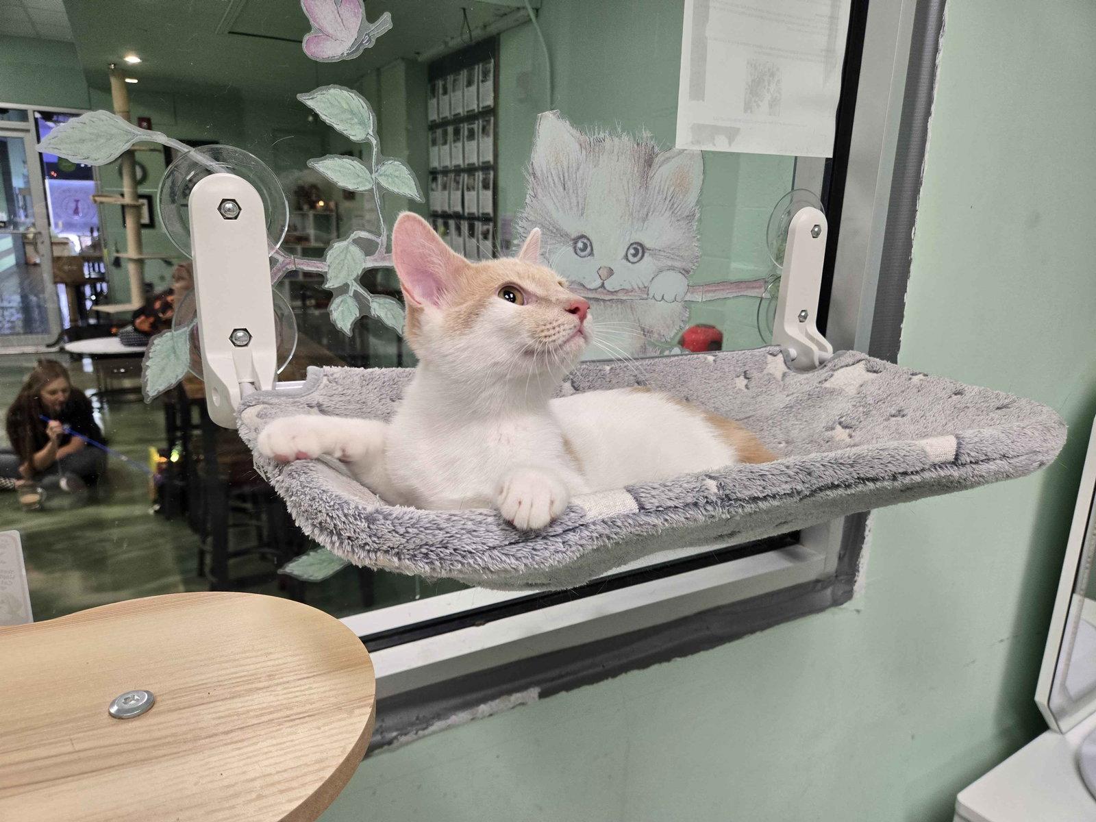 Enlarge Snoop, a Adoptable Domestic Short Hair in Oviedo, FL image 2/2