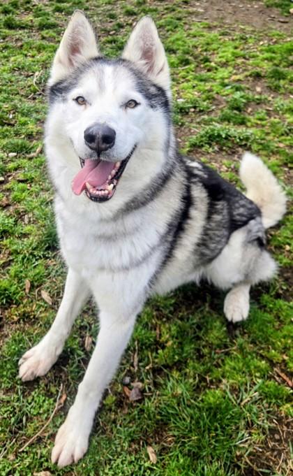 Enlarge Rocky, a ADOPTABLE Husky in Wenatchee, WA image 2/3