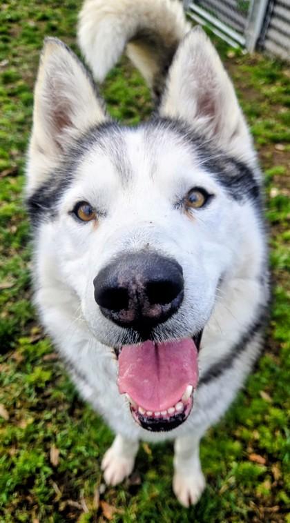 Enlarge Rocky, a ADOPTABLE Husky in Wenatchee, WA image 1/3