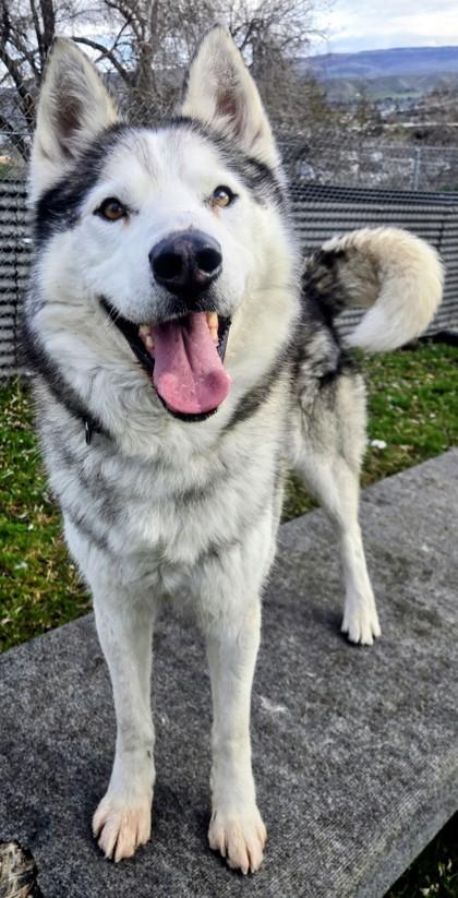 Enlarge Rocky, a ADOPTABLE Husky in Wenatchee, WA image 3/3