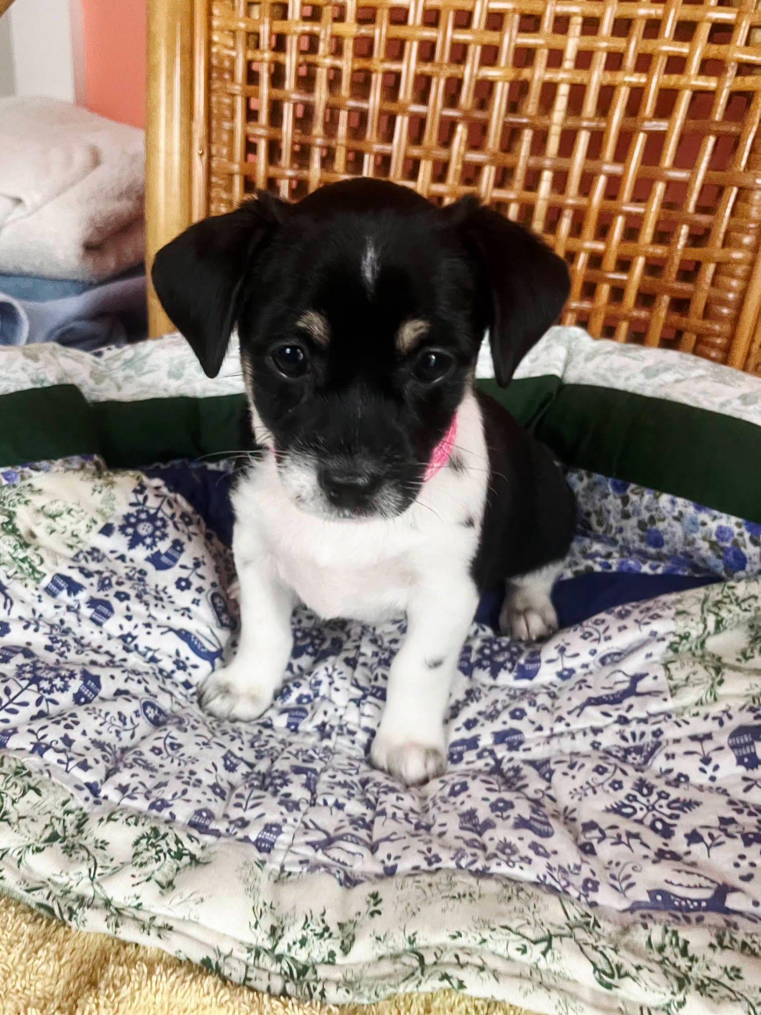 Diamond, adopted, Puppy Female Mixed Breed.