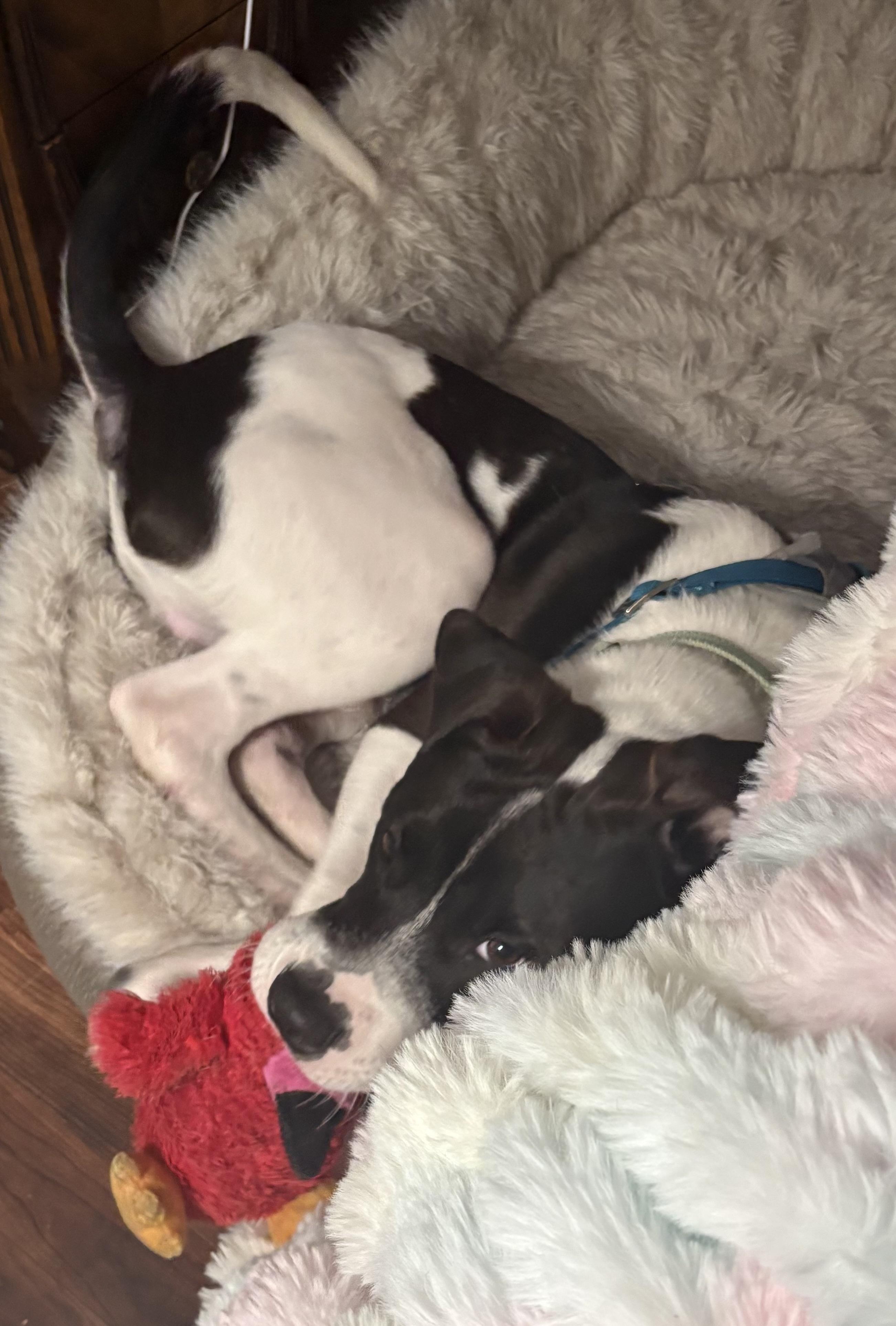 Caesar — thumbnail 4