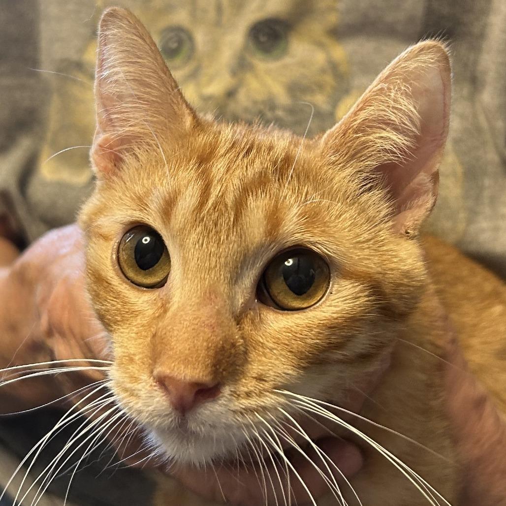 N-Olivia 2, Adoptable, Young Female Domestic Short Hair.