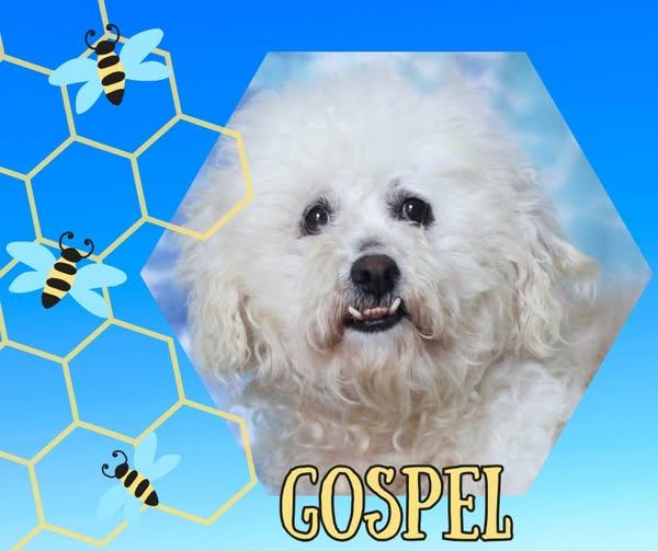Gospel photo 1