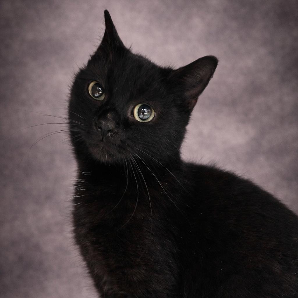 Vixie, Adoptable, Young Female Domestic Short Hair.