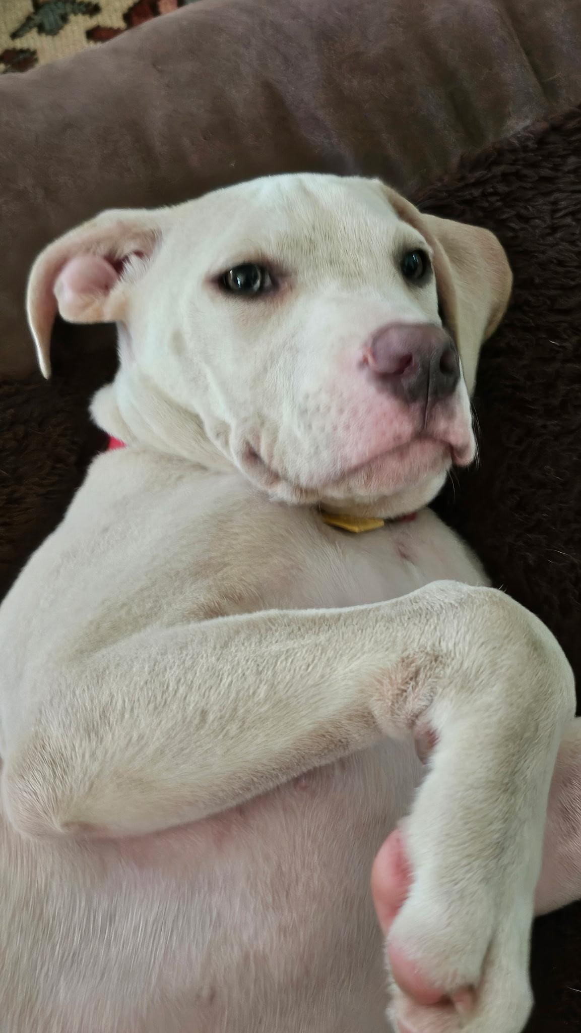 Enlarge Wrigley, an adopted mixed breed in Brentwood , TN image 6/6