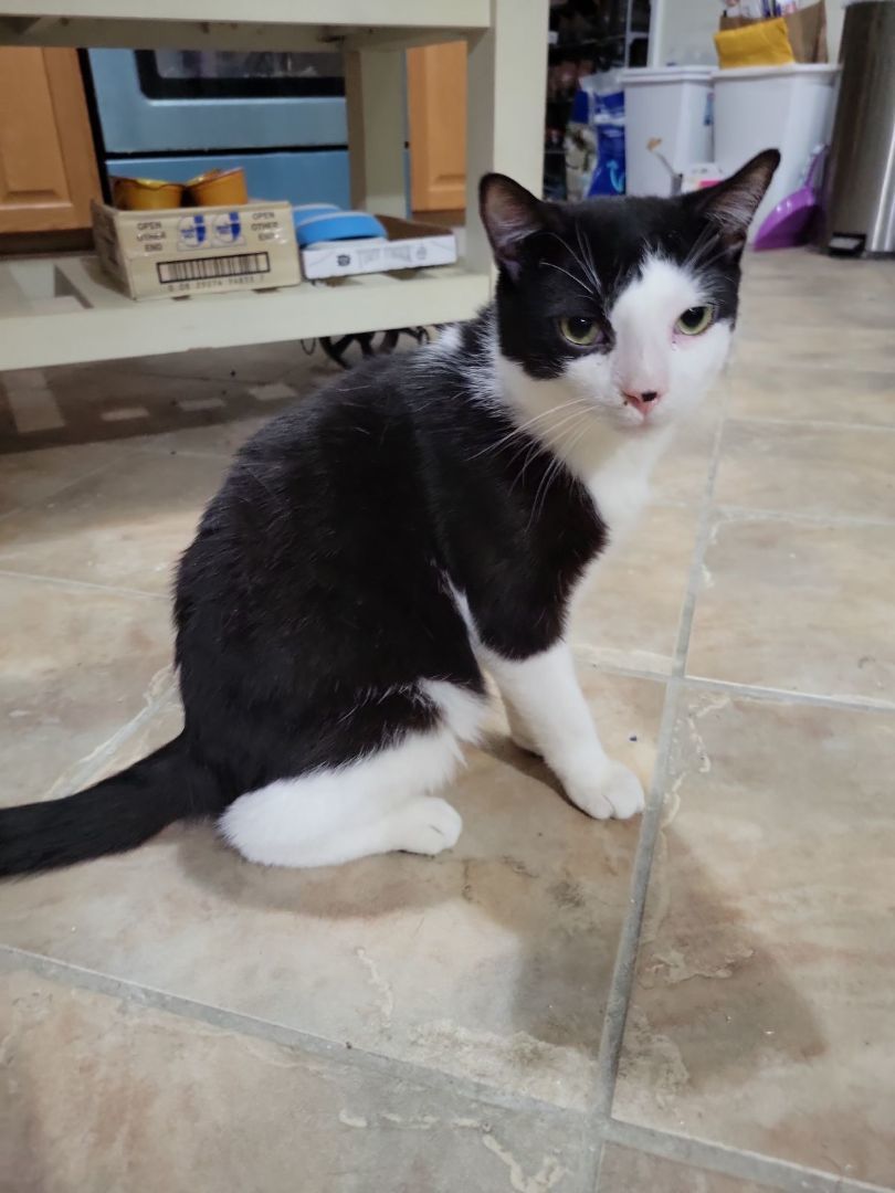 Bic, Adoptable, Young Male Domestic Short Hair.