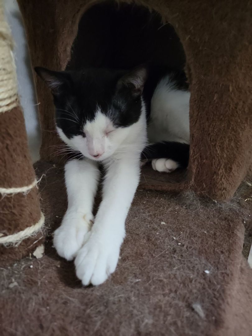 Enlarge Bic, a Adoptable mixed breed in West New York, NJ image 2/3