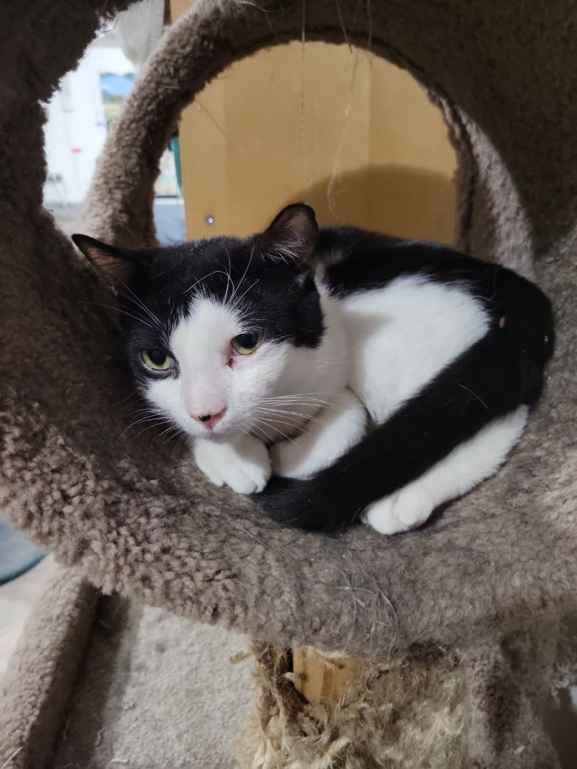 Enlarge Bic, a Adoptable mixed breed in West New York, NJ image 3/3