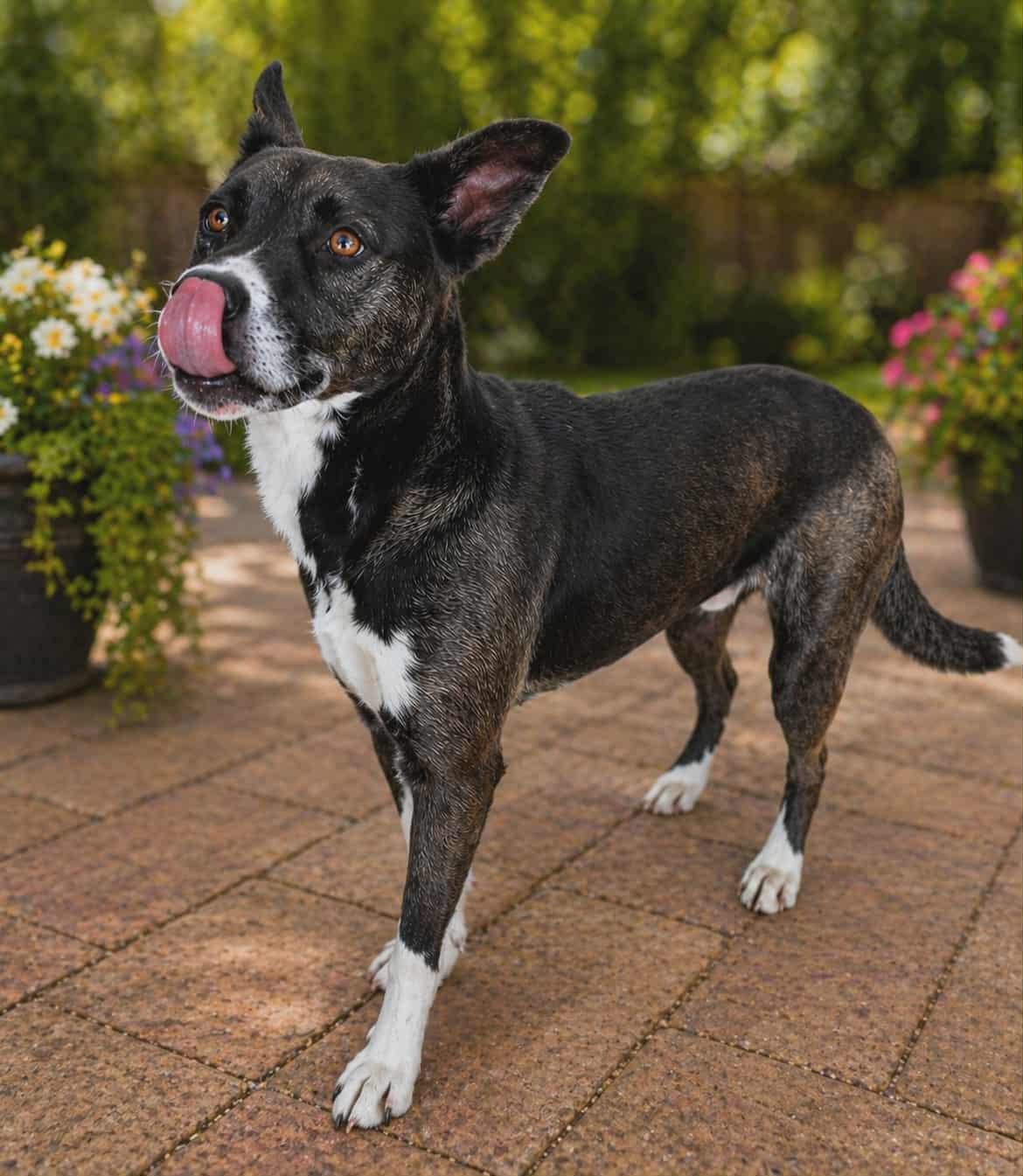 Enlarge SIMON, a Adoptable mixed breed in Brattleboro, VT image 5/6