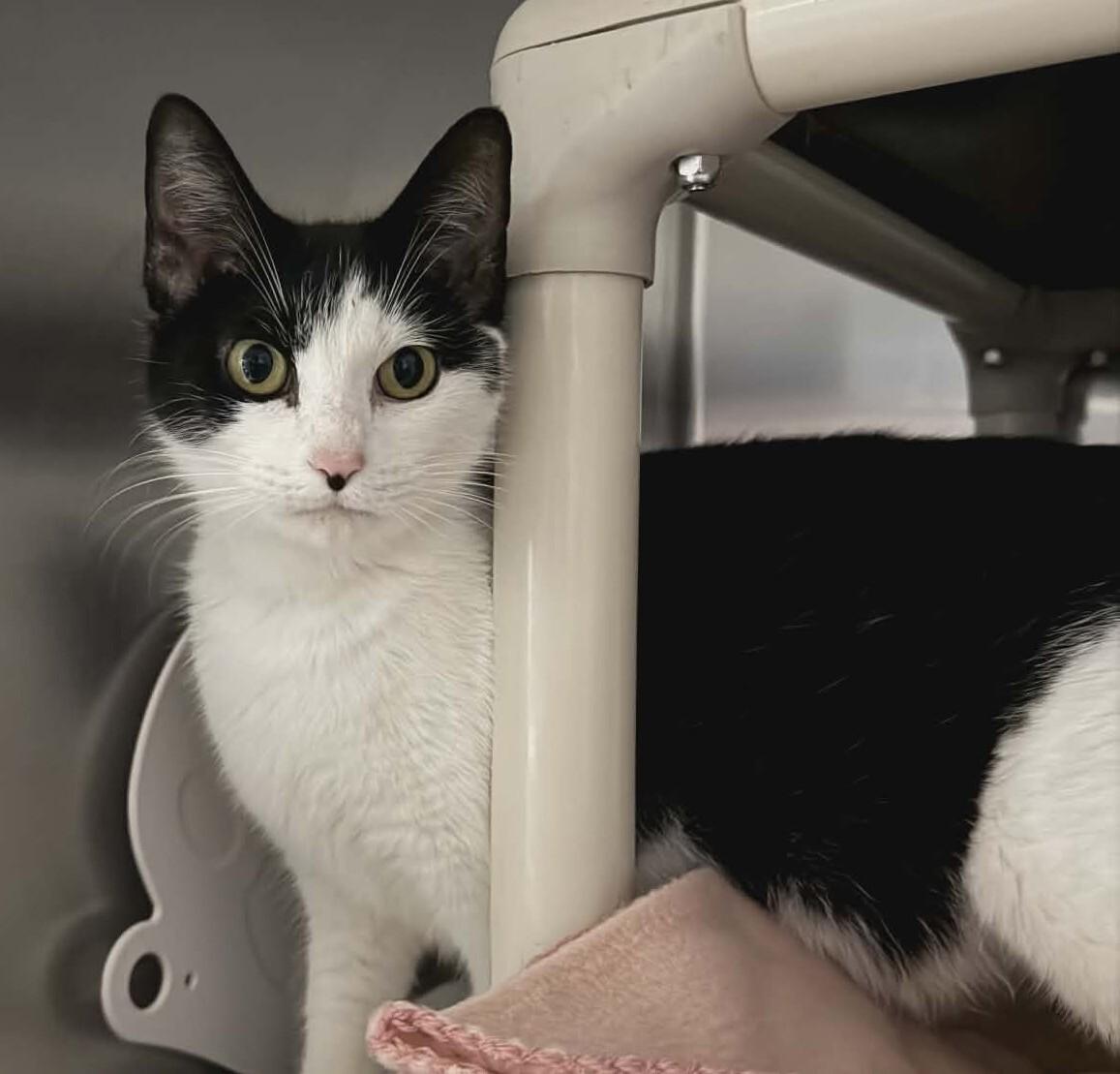 Enlarge Shortcake, a Adoptable mixed breed in Georgetown, OH image 1/1