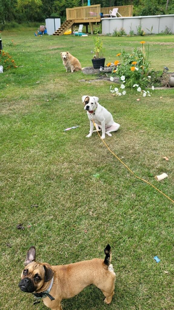 Buddy Bandit