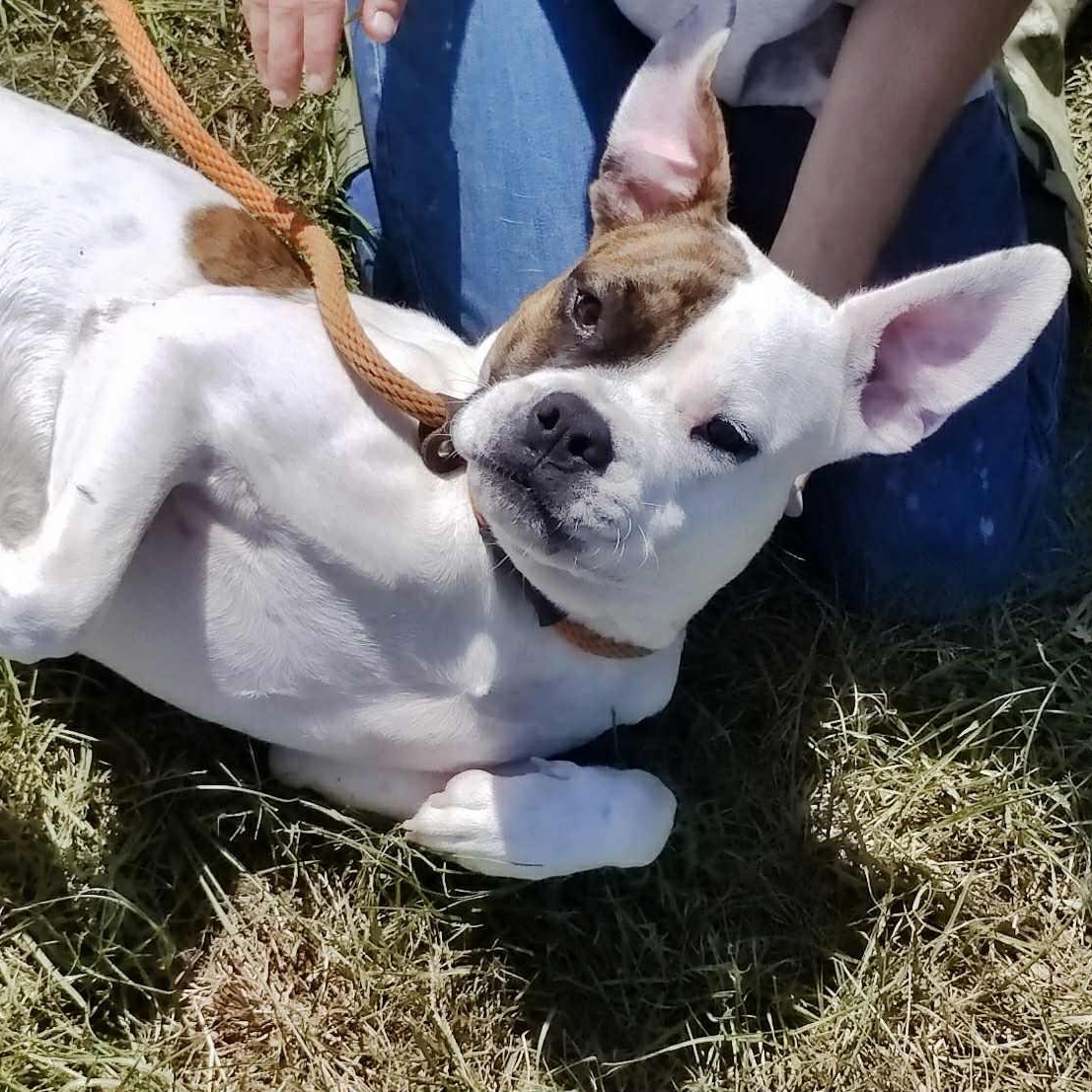 Buddy Bandit